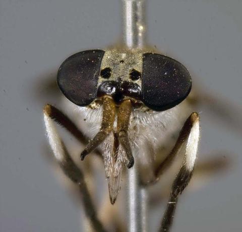 albimarica_face_hf.jpg