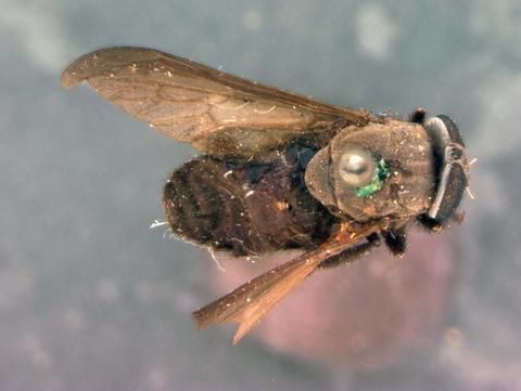 texensis_dorsal.jpg